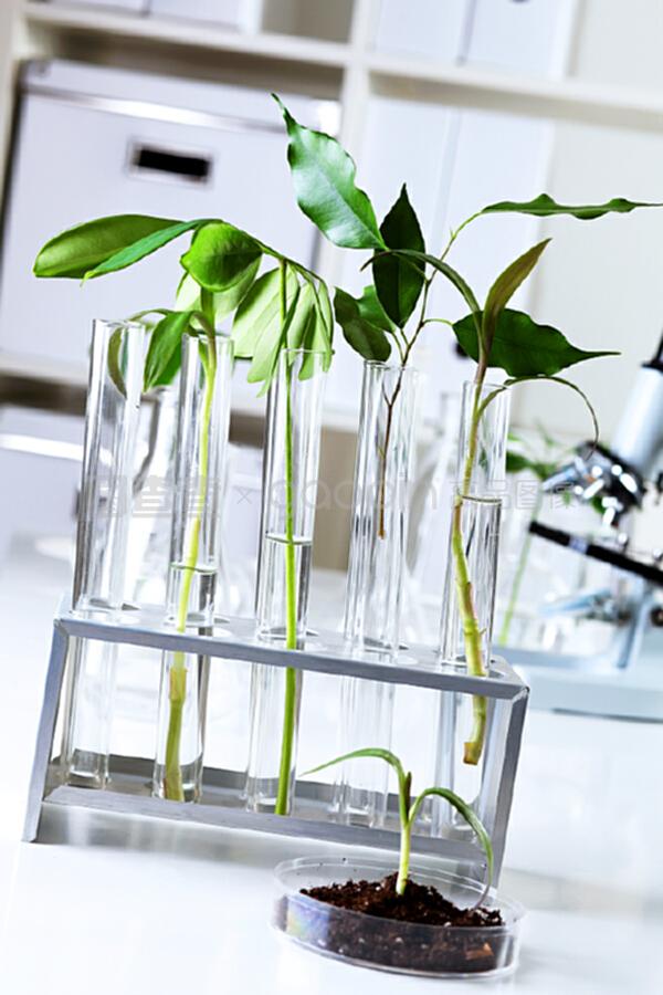生物學實驗室中的綠色植物 自然科學研究的試驗與發展